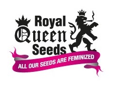 Royal Queen konopné semená