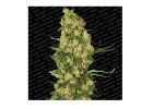 Screenshot 2025 11 25 at 15 44 56 Wappa GROWER.sk