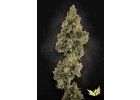 Auto Jack Paradise Seeds 2025