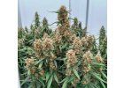 Screenshot 2026 02 20 at 14 15 16 Orion F1 RQS 3 GROWER.sk