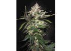 Screenshot 2026 02 25 at 13 27 28 Auto Kong 4 GROWER.sk
