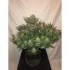 Screenshot 2025 04 25 at 13 26 45 Buy Gorilla Auto Cannabis Seeds Fast Buds