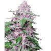 0000020 purple cookie kush feminized seeds 800
